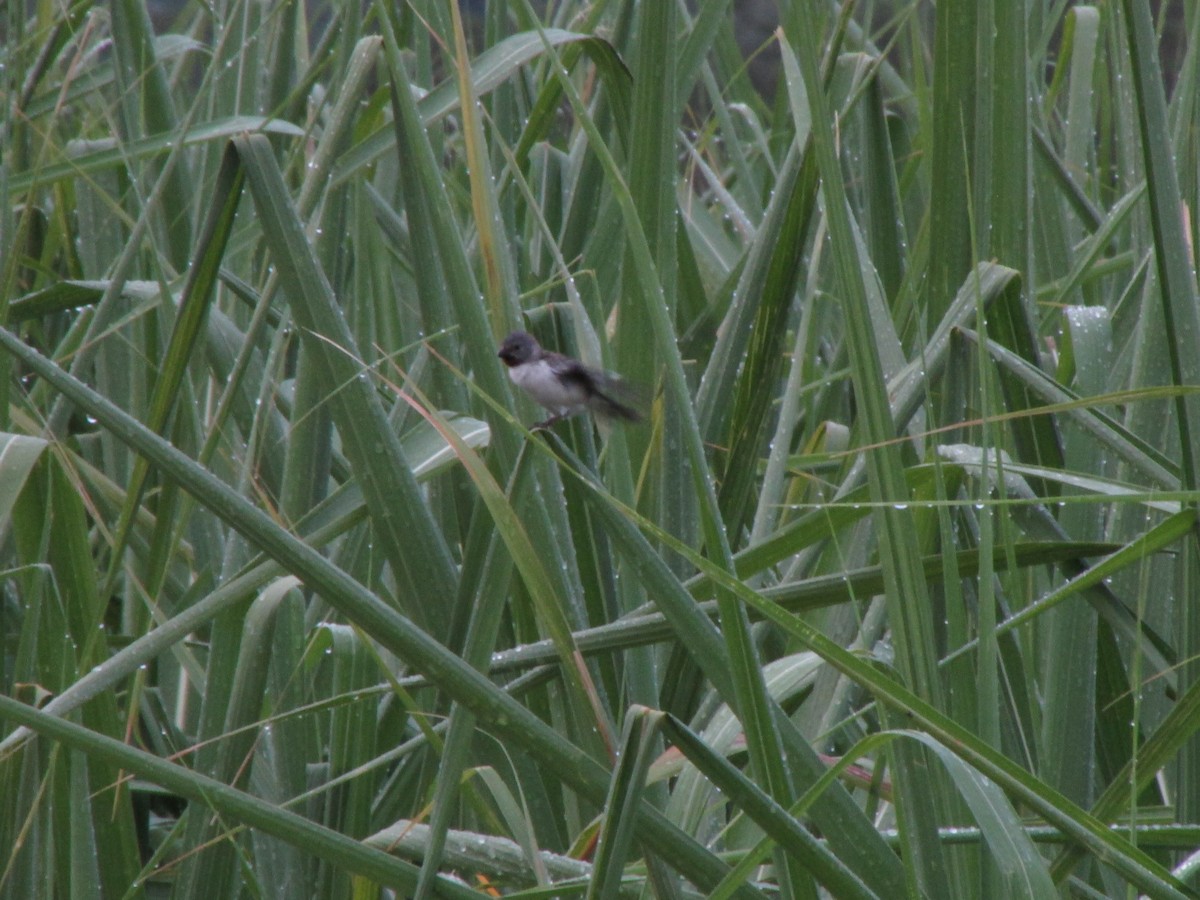 Chestnut-throated Seedeater - Ariel Jiménez