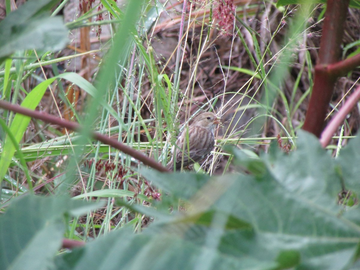 Chestnut-throated Seedeater - Ariel Jiménez