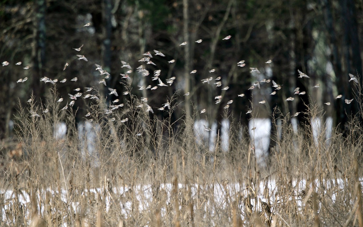 Common Redpoll - Tom Murray