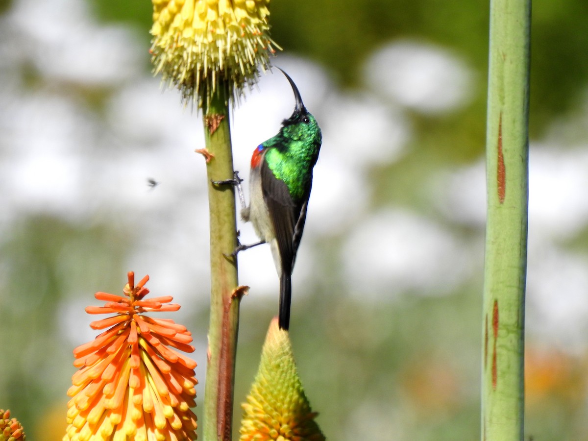 Southern Double-collared Sunbird - bob butler