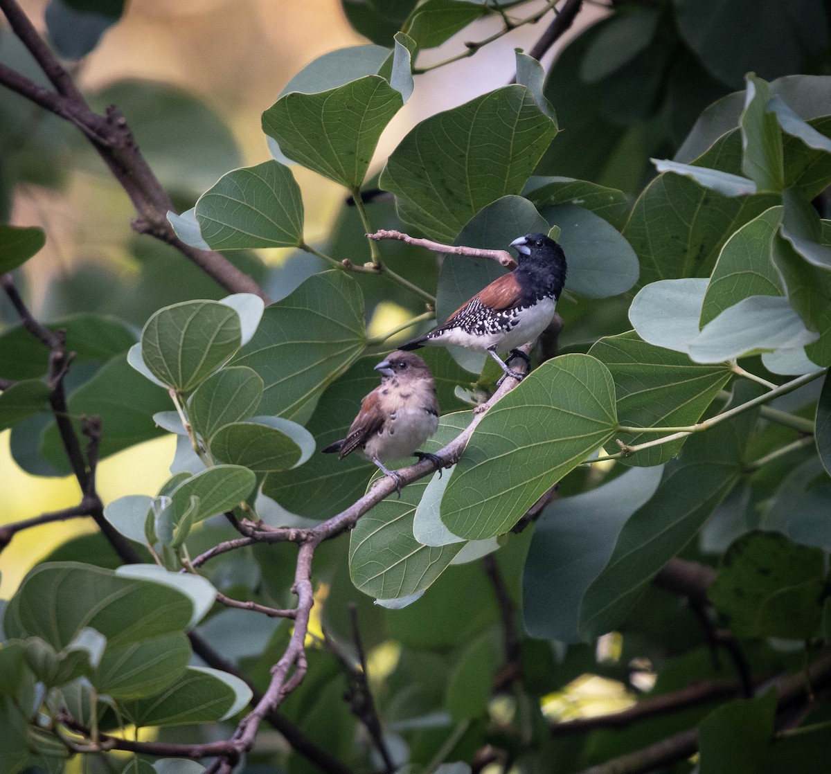 Black-and-white Mannikin (Red-backed) - ML144486281