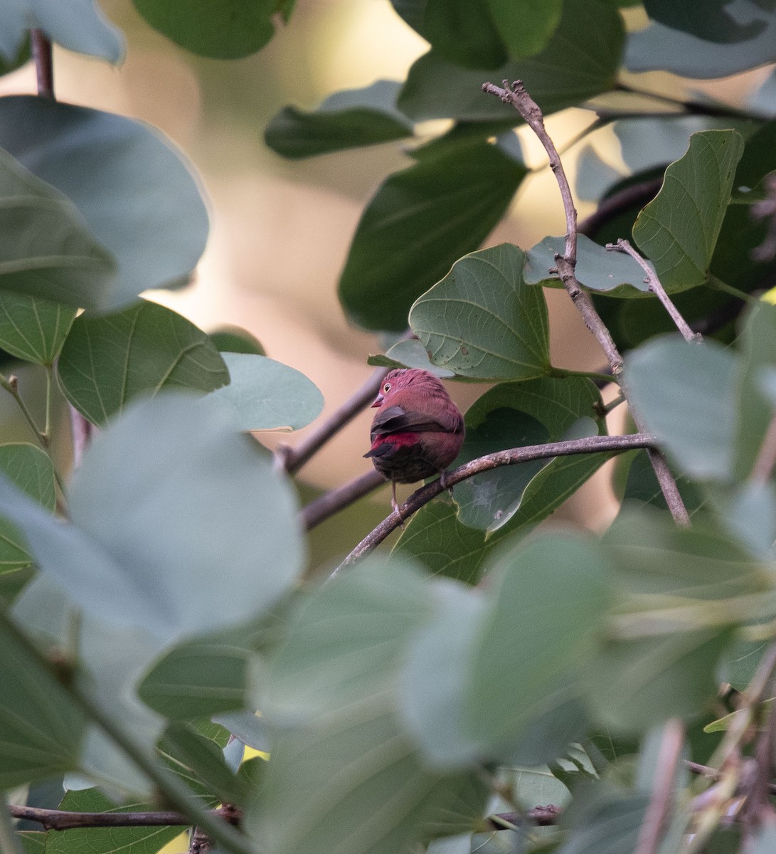 Red-billed Firefinch - ML144486421