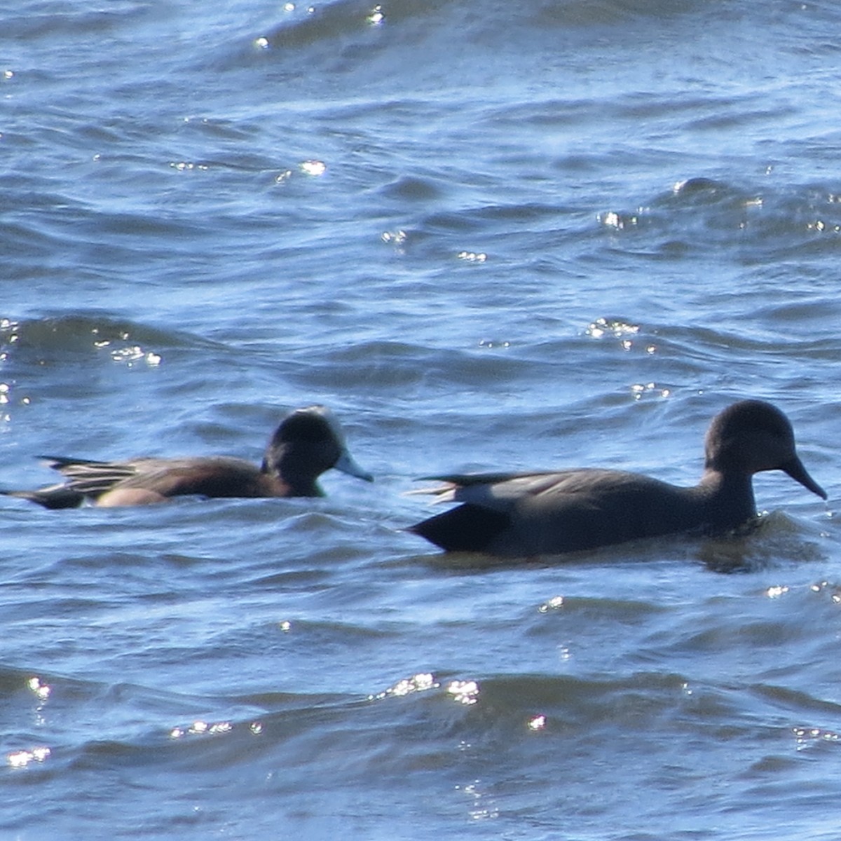 American Wigeon - ML144488241