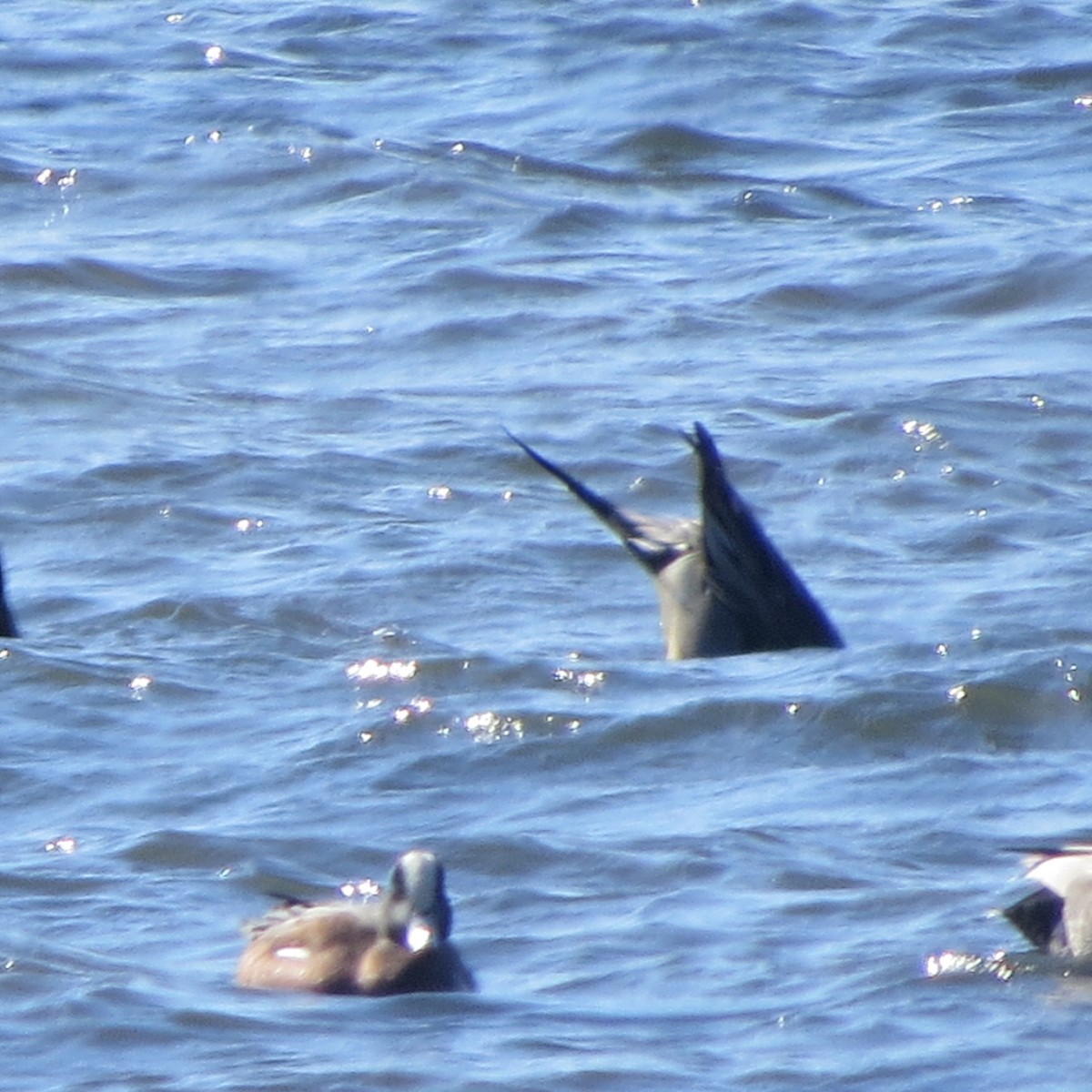 American Wigeon - ML144489001