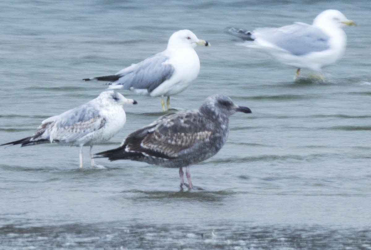 Goéland d'Audubon - ML144495761