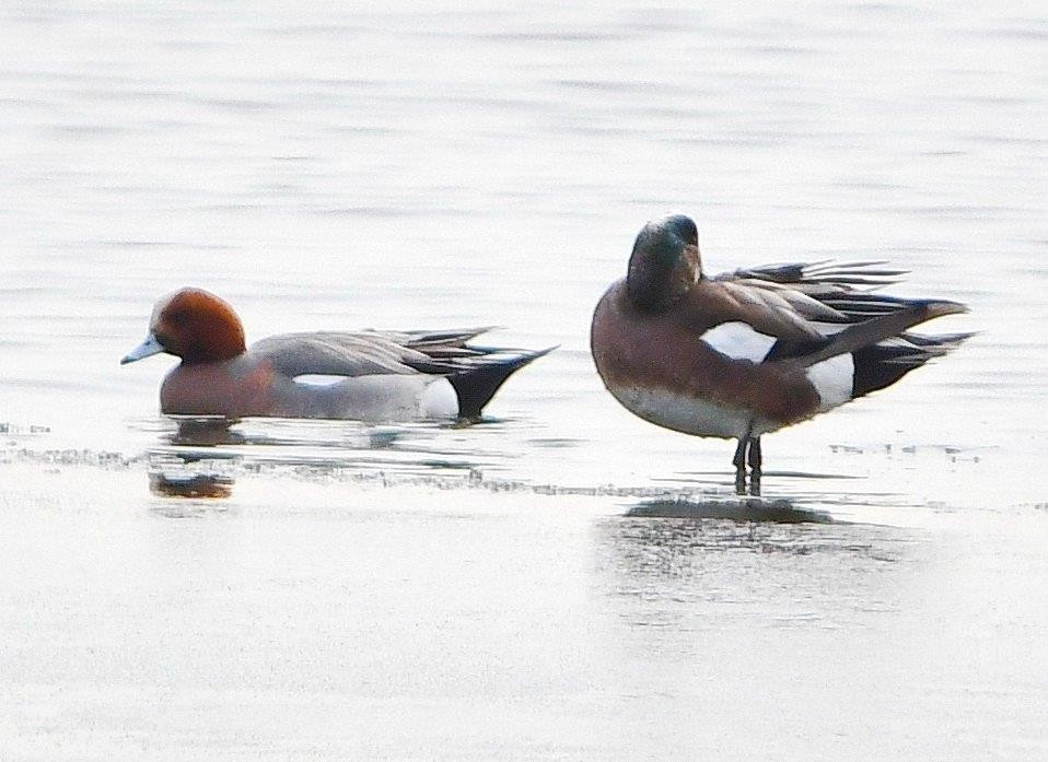 Eurasian Wigeon - ML144498481