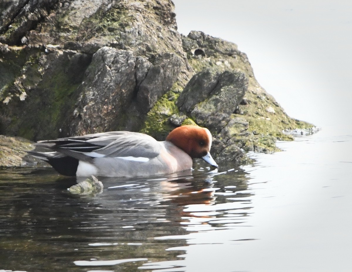 Eurasian Wigeon - ML144498491