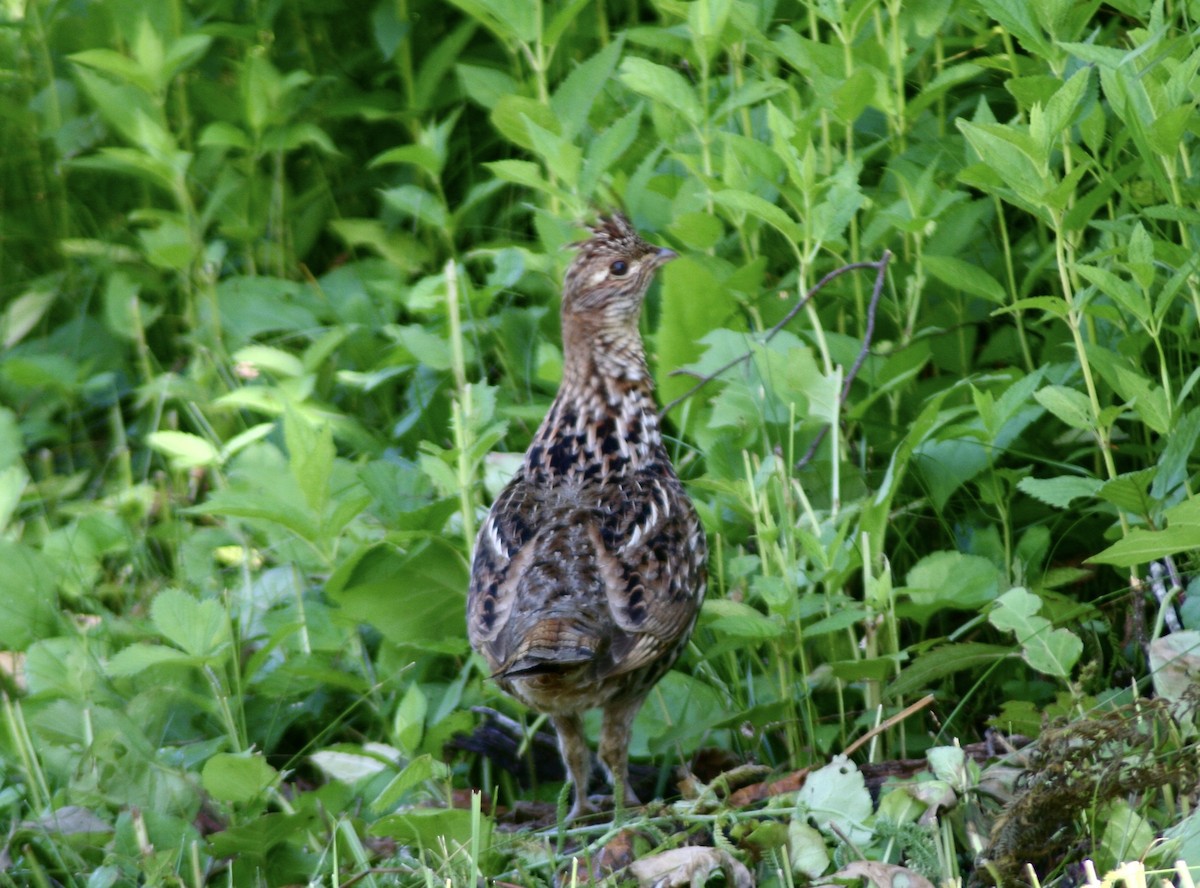 Ruffed Grouse - Jamie Adams