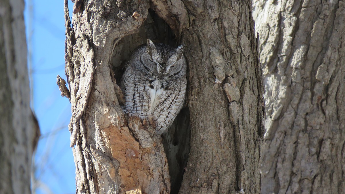 Eastern Screech-Owl - ML144500811