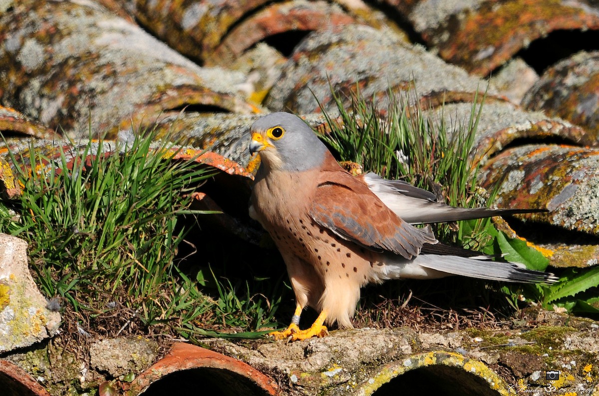 Lesser Kestrel - Carl  Hawker