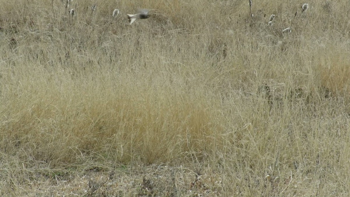 Chestnut-collared Longspur - ML144503211