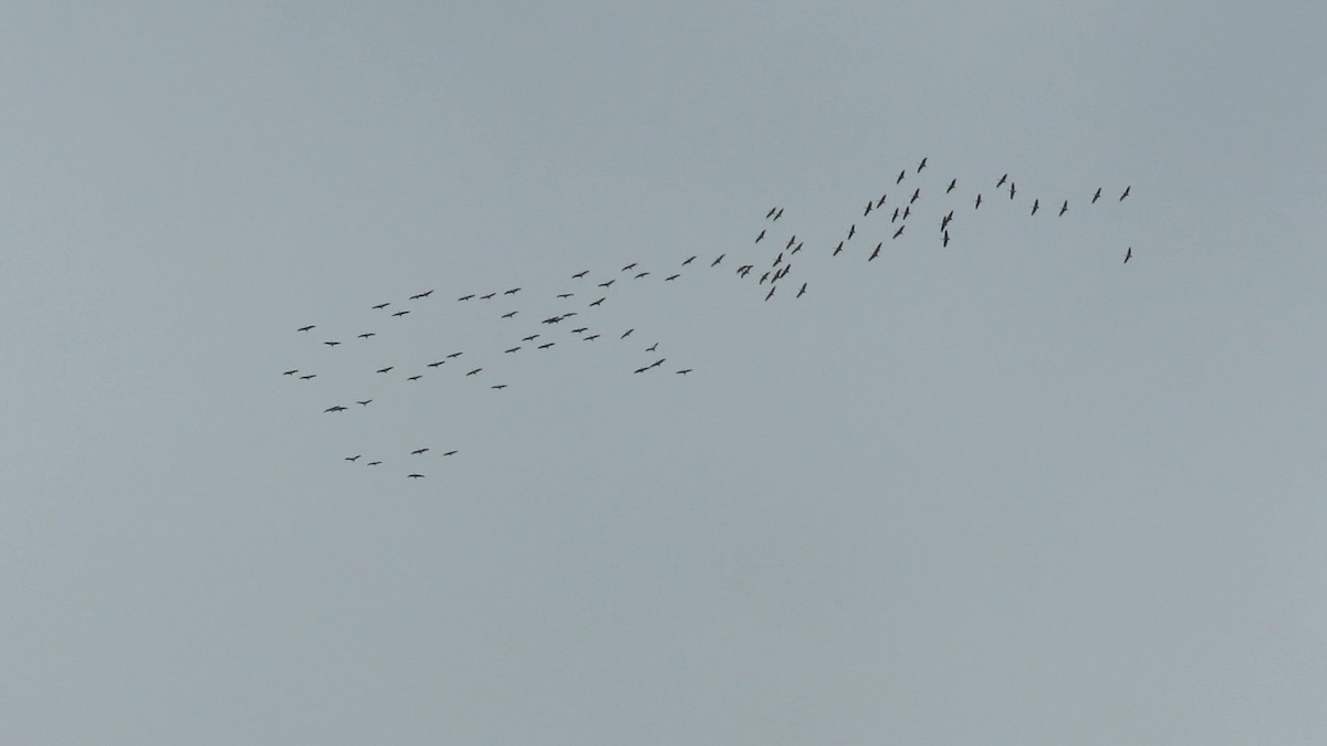 Sandhill Crane - ML144503851