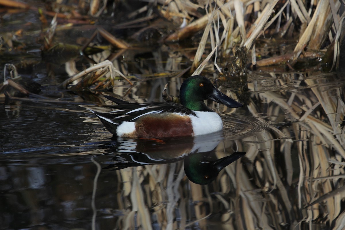 Northern Shoveler - John Bjorkman