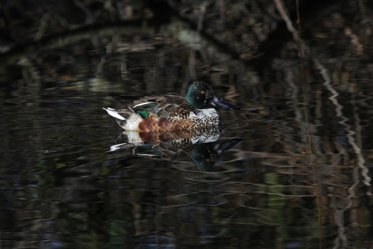 Northern Shoveler - John Bjorkman