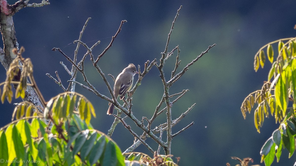 Yellow-bellied Elaenia - ML144504841