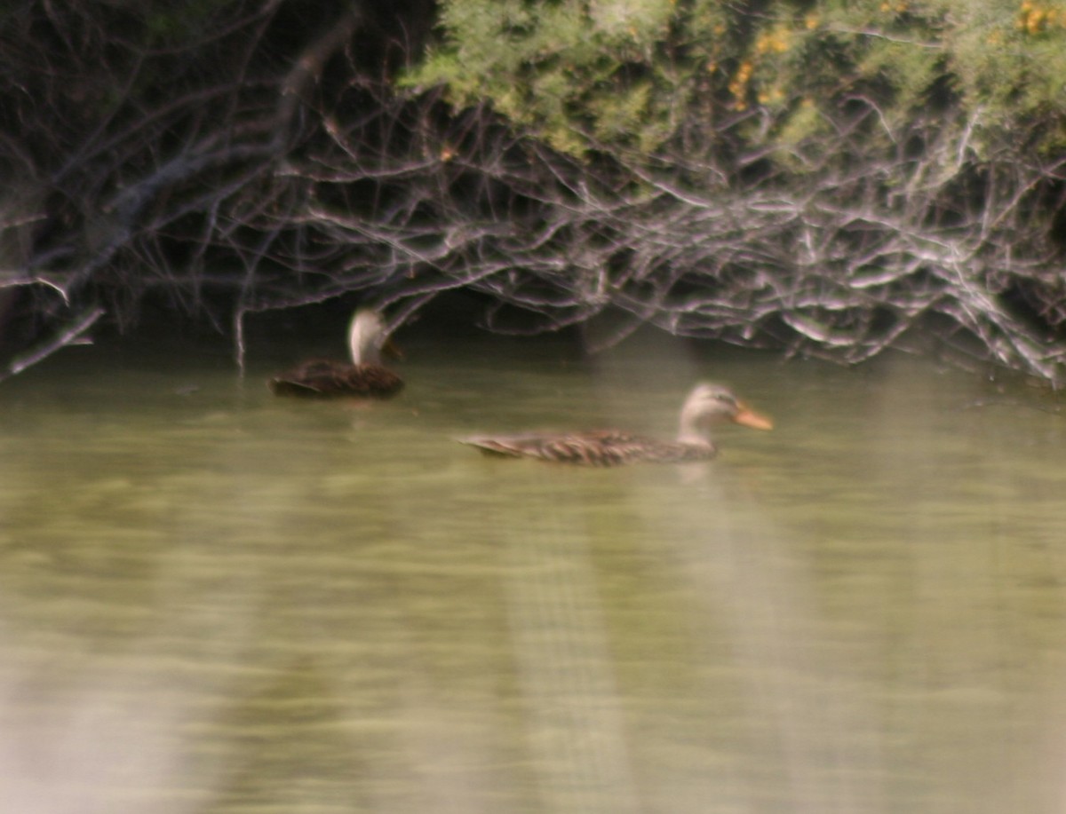 Mexican Duck - ML144506821