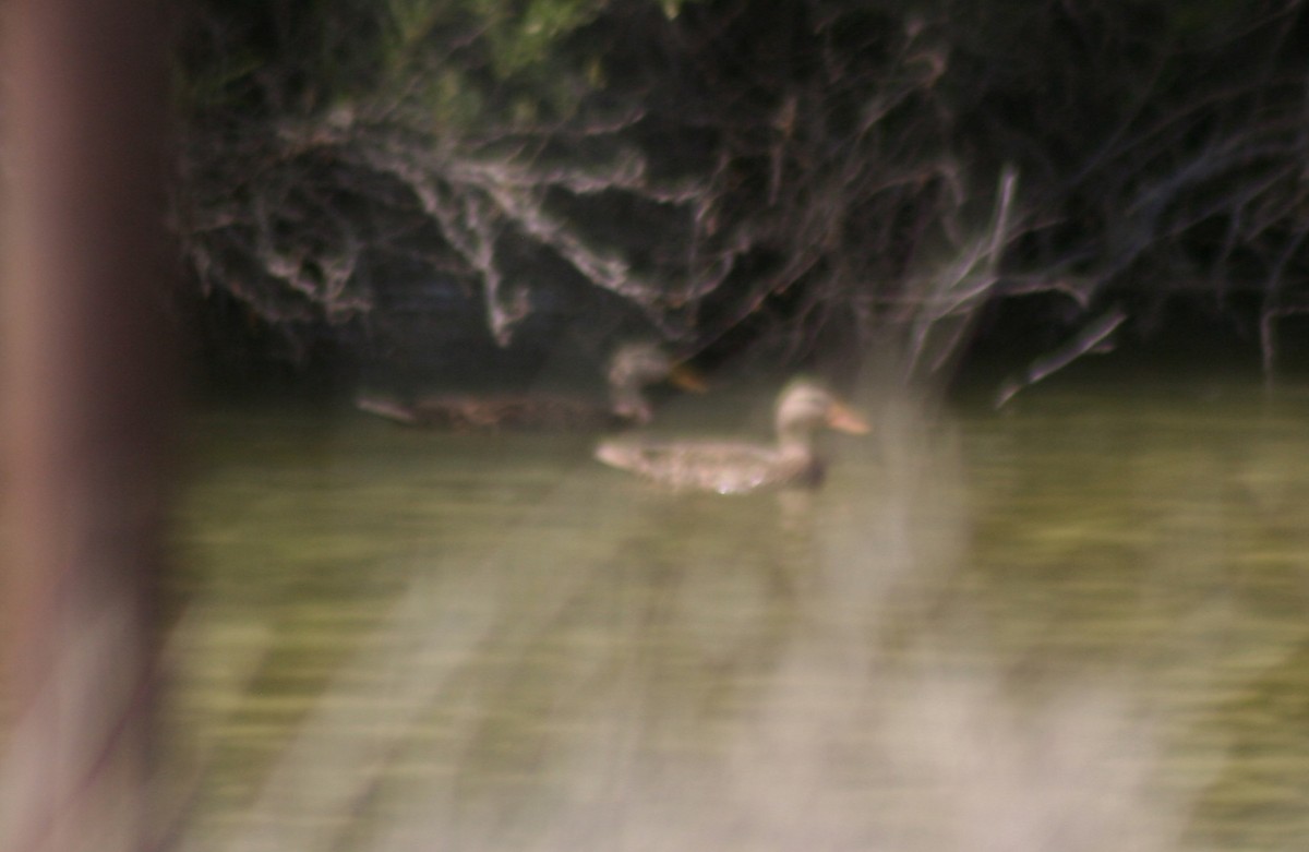 Mexican Duck - ML144507151