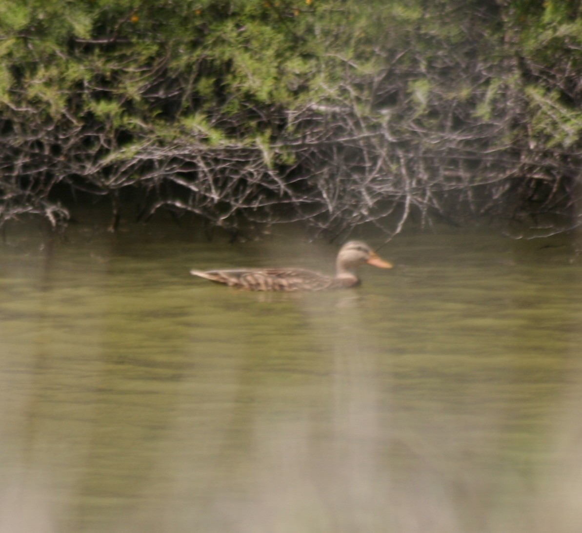 Mexican Duck - ML144507351