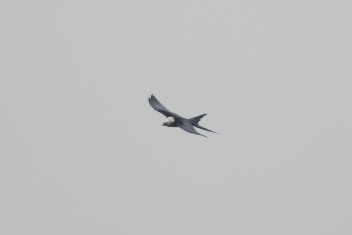 Swallow-tailed Kite - ML144507581