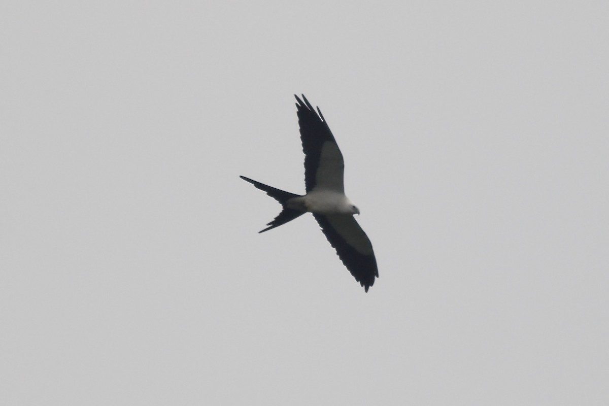 Swallow-tailed Kite - ML144507591