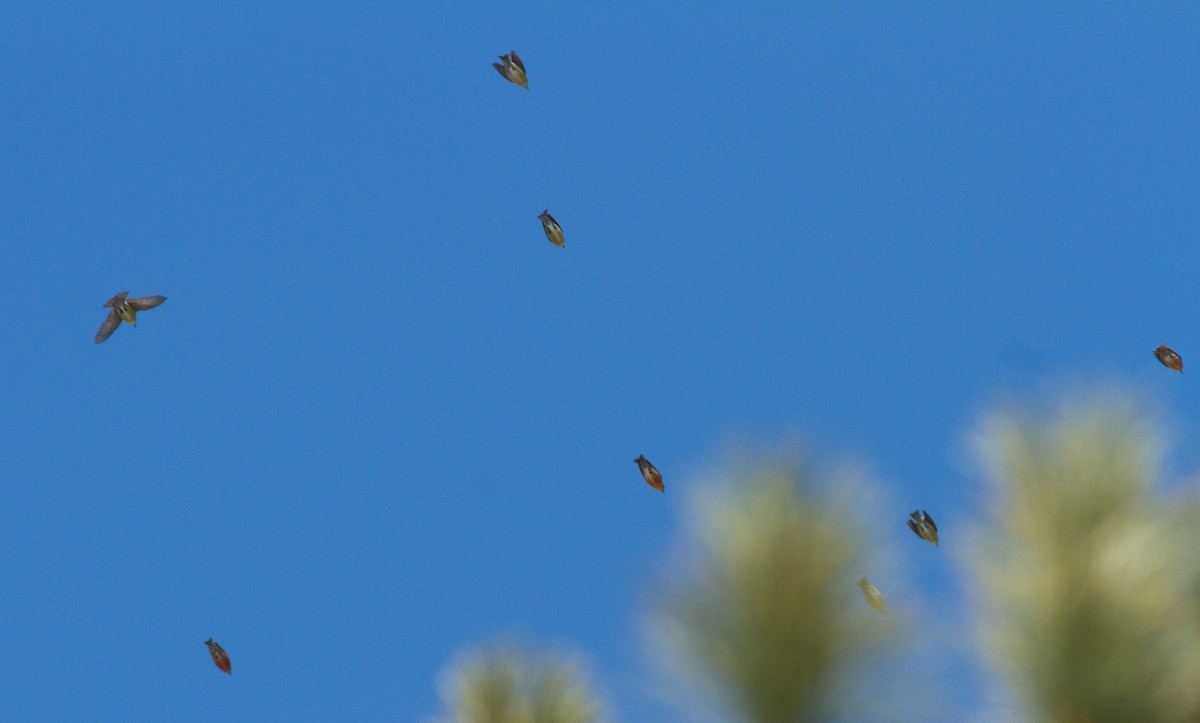 Red Crossbill - ML144509641