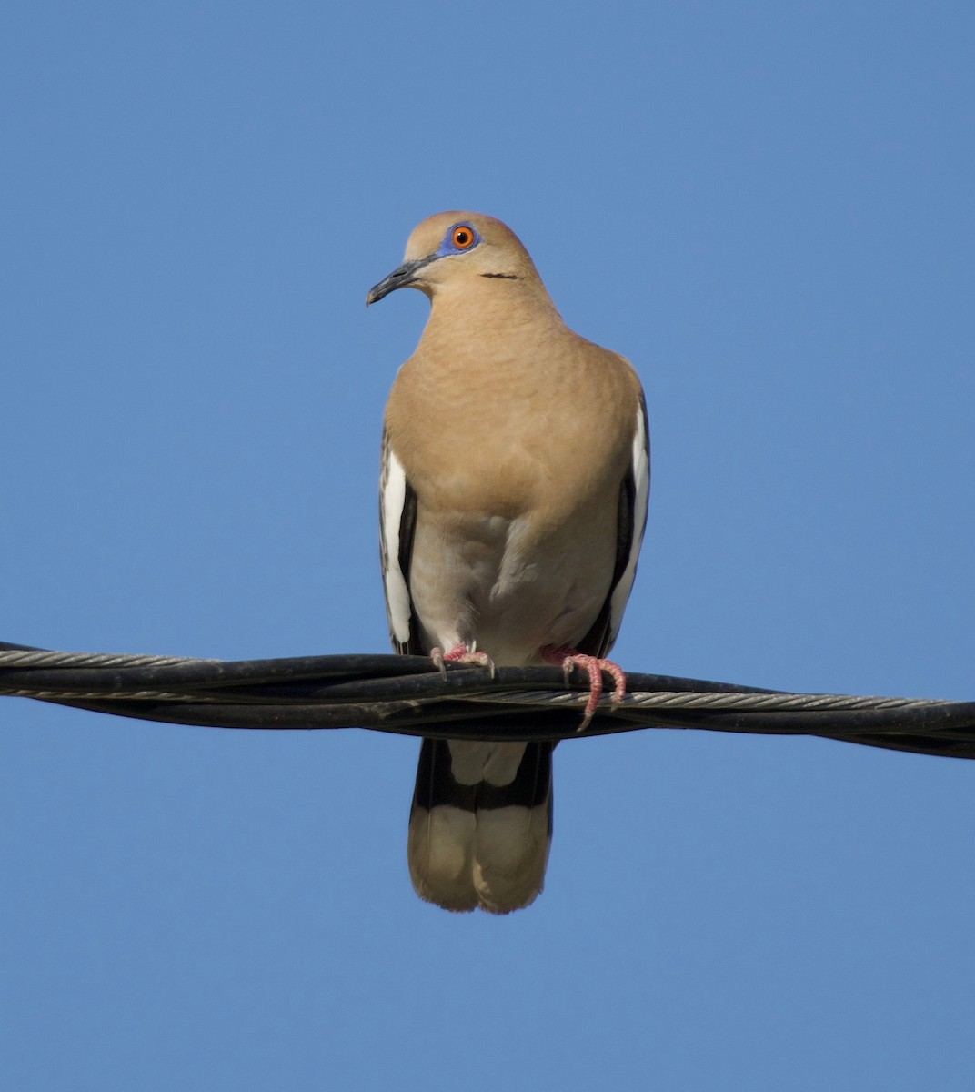 White-winged Dove - ML144511671