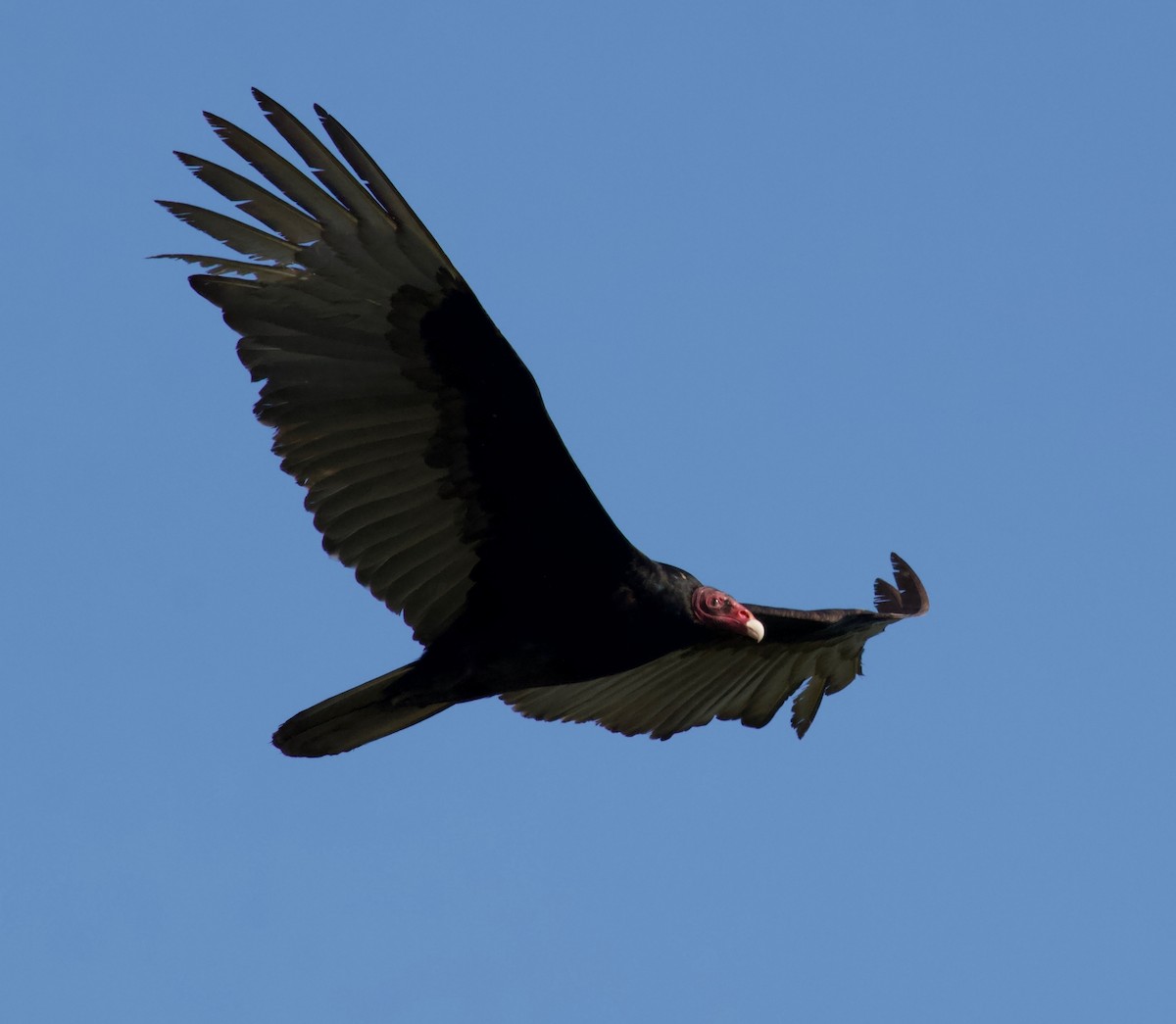 Turkey Vulture - ML144511771