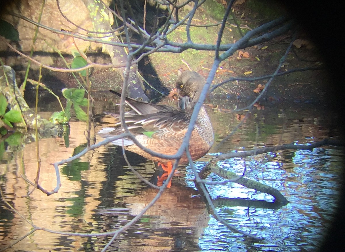 Northern Shoveler - Matt Dufort