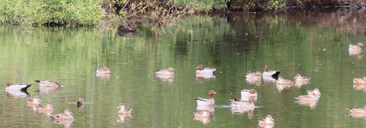 Canard à crinière - ML144514351