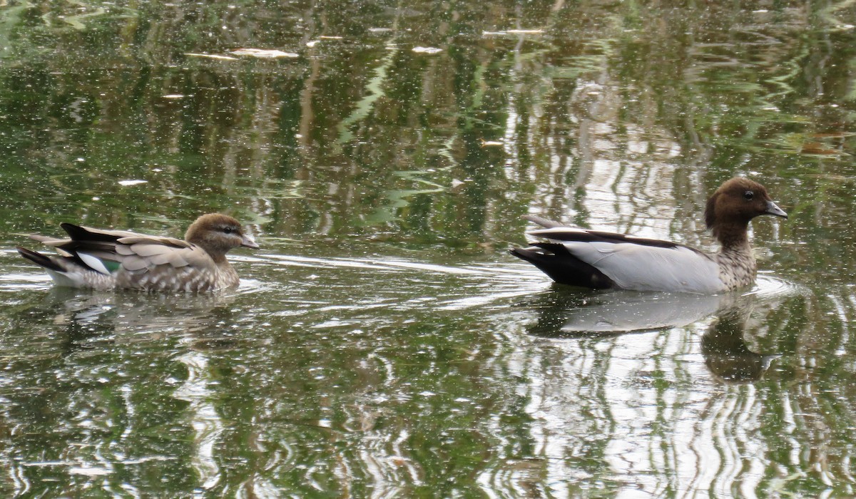 Maned Duck - ML144514401