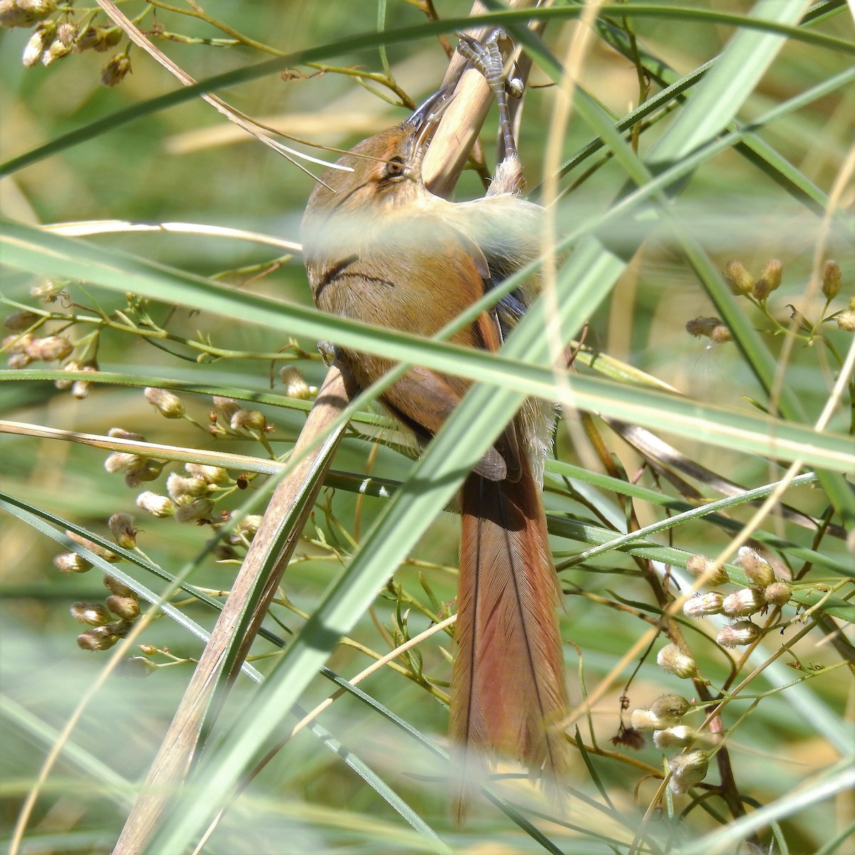 Sulphur-bearded Reedhaunter - ML144514861