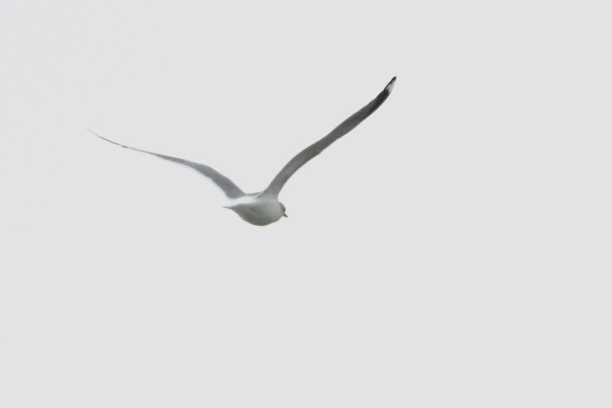 Short-billed Gull - ML144515461