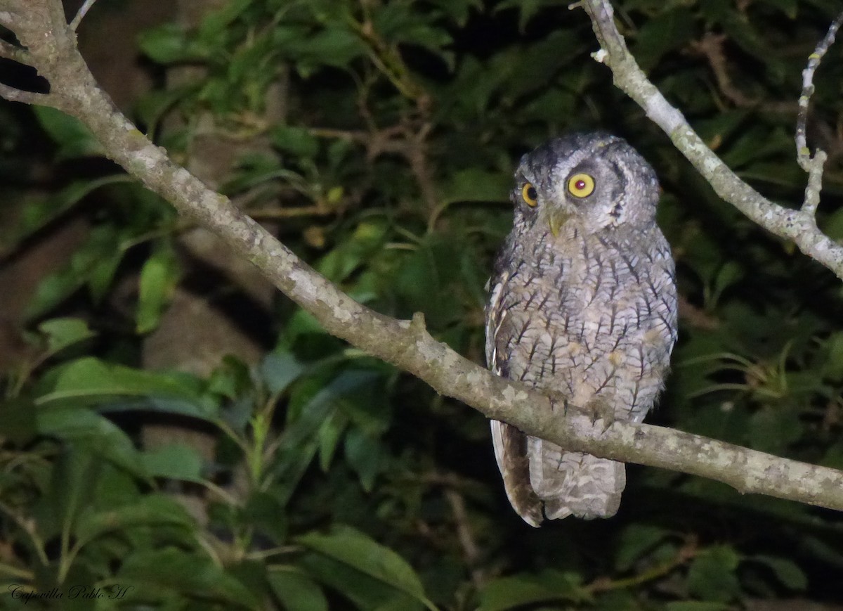 Tropical Screech-Owl - ML144515541