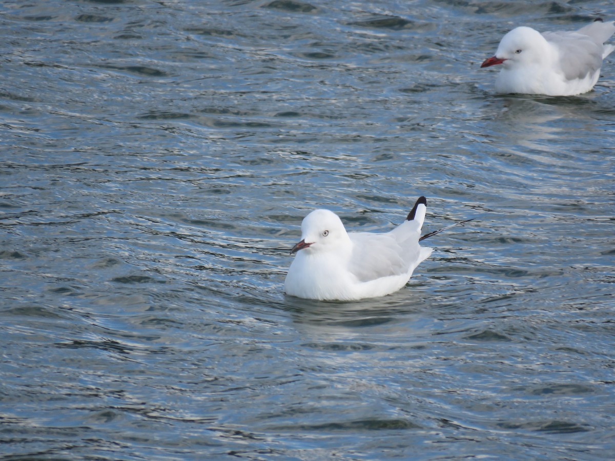 Black-billed Gull - ML144515641