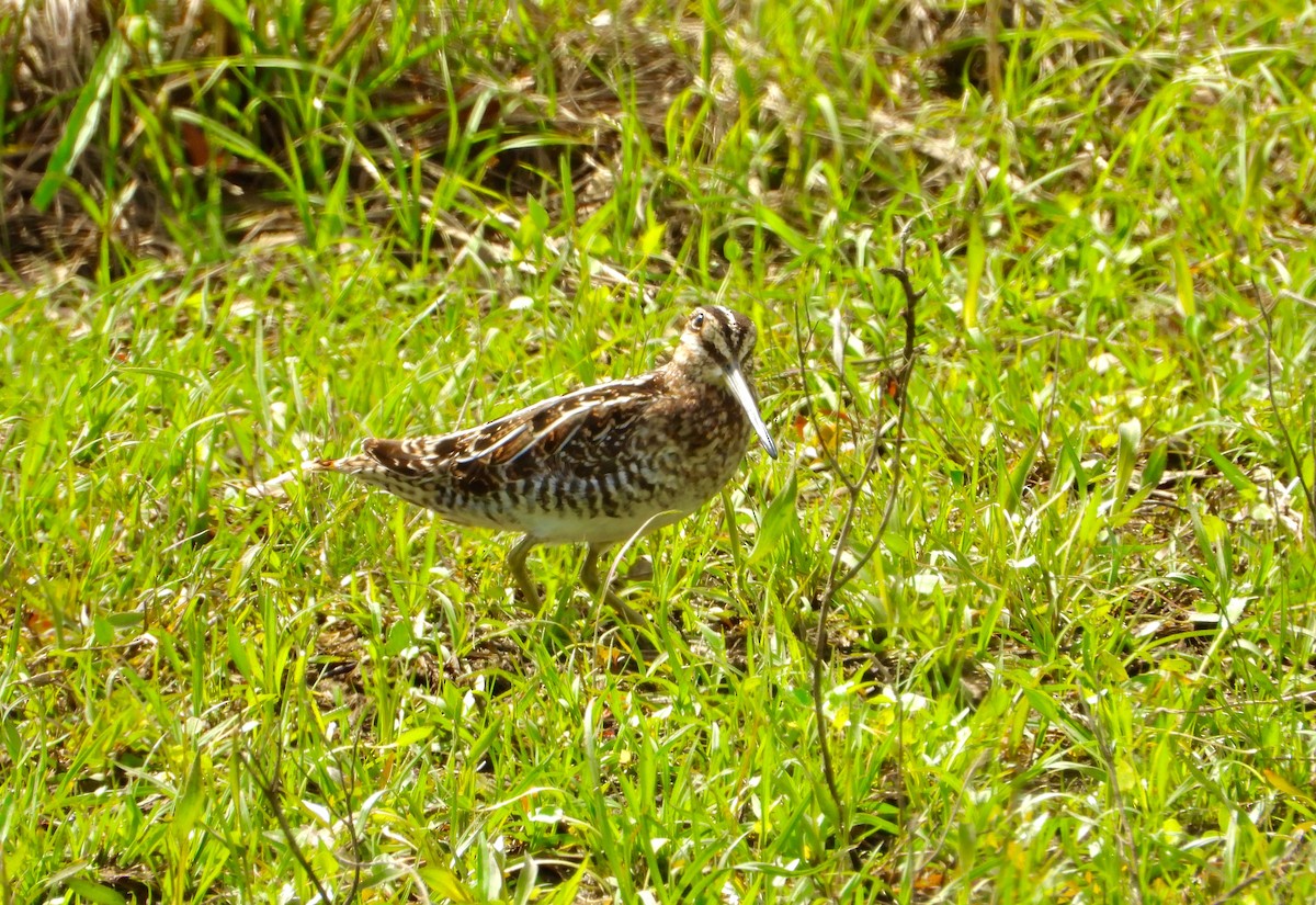 Wilson's Snipe - ML144516311