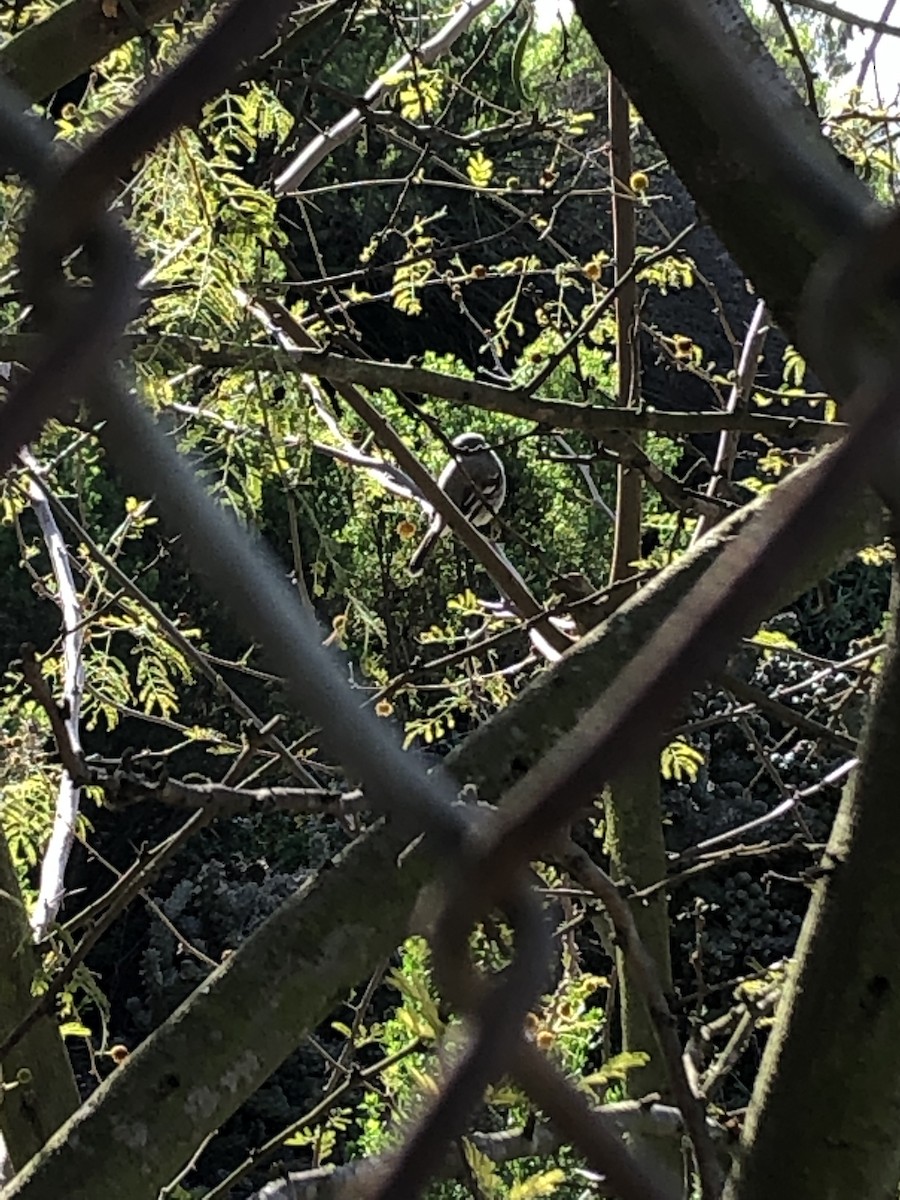 Gray Flycatcher - ML144516751