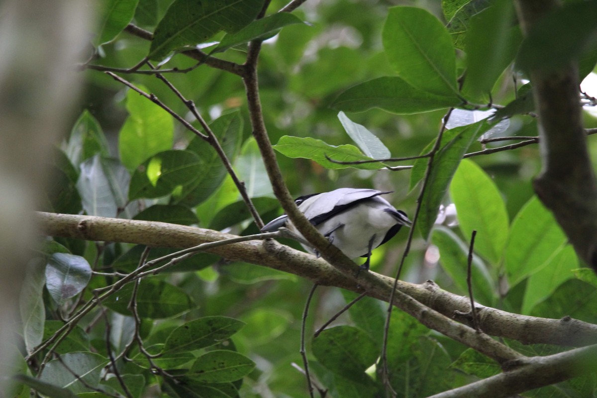 Black-crowned Tityra - ML144516791