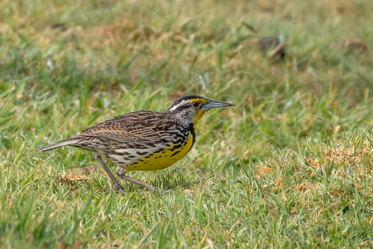 Eastern Meadowlark - ML144516891