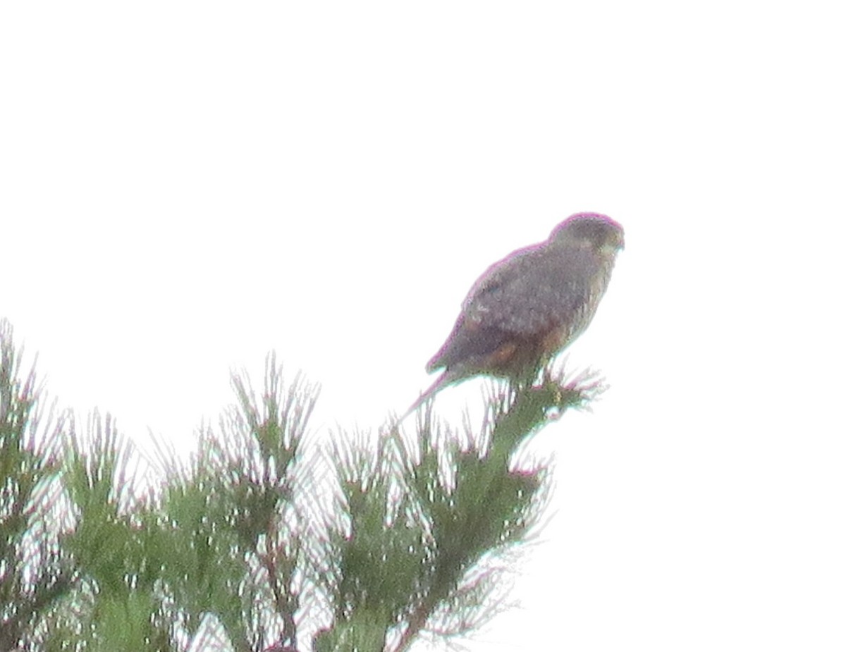 New Zealand Falcon - ML144517361