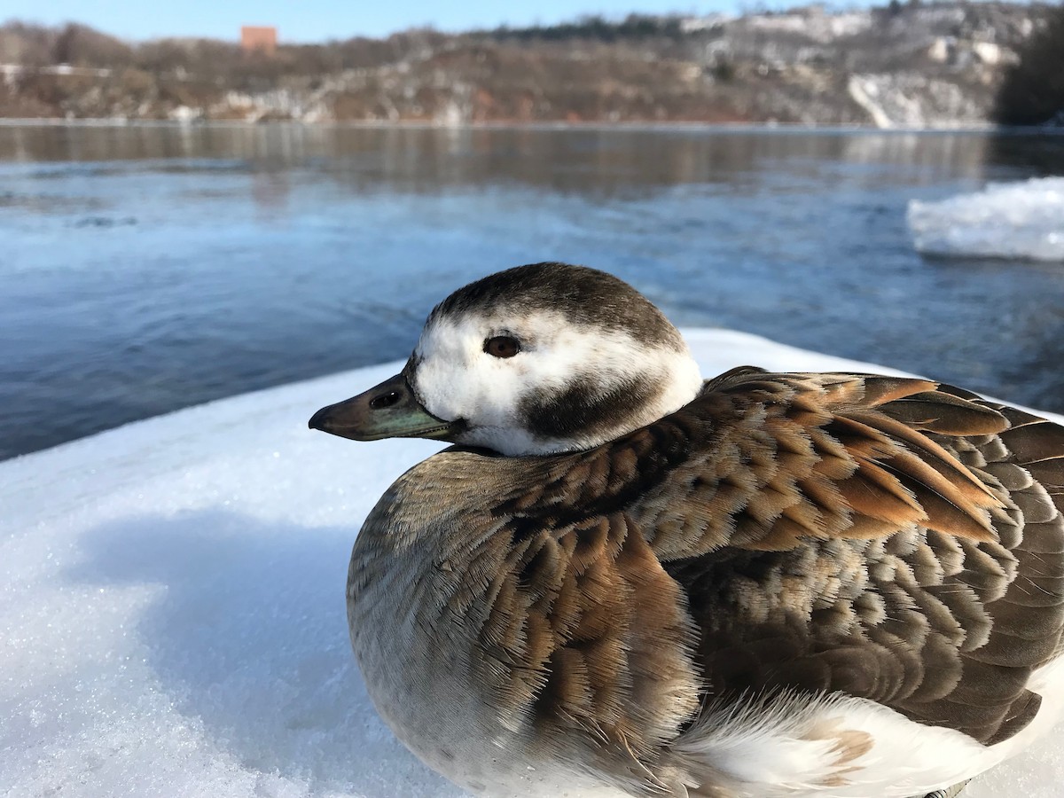 Long-tailed Duck - Ryan Leys
