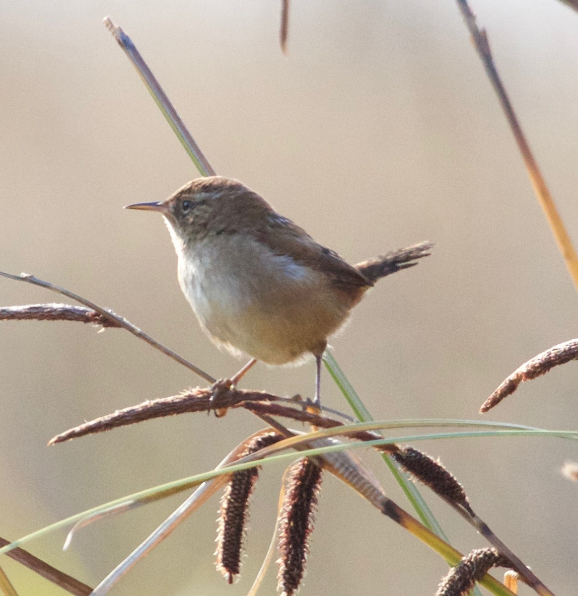 Marsh Wren - ML144522411