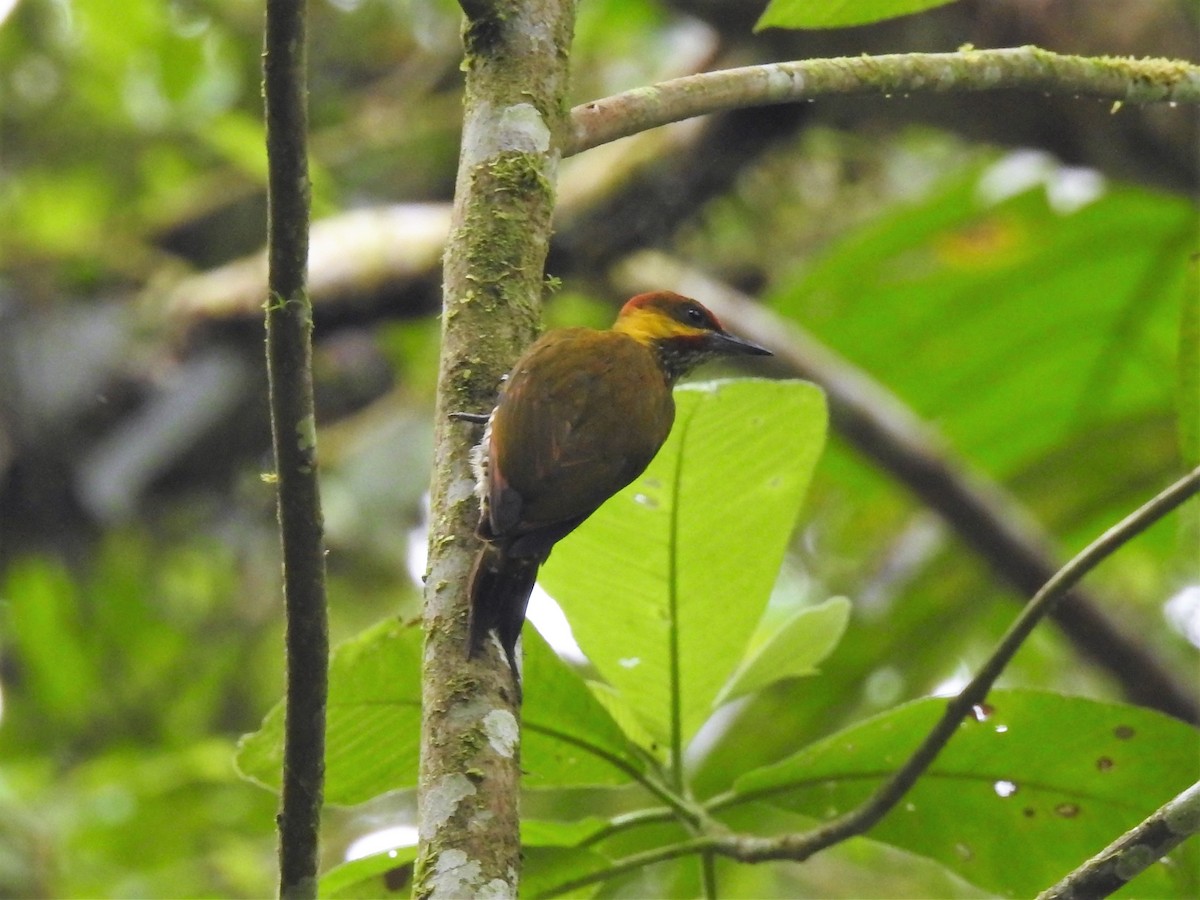 Lita Woodpecker - ML144522761