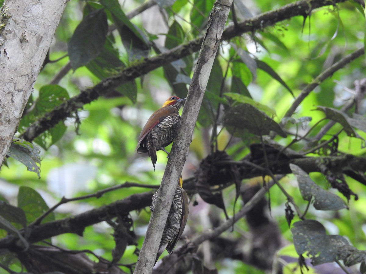Lita Woodpecker - ML144523031