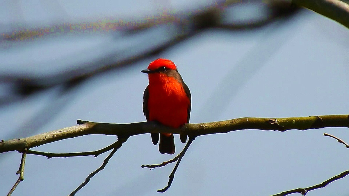 Vermilion Flycatcher - ML144523111