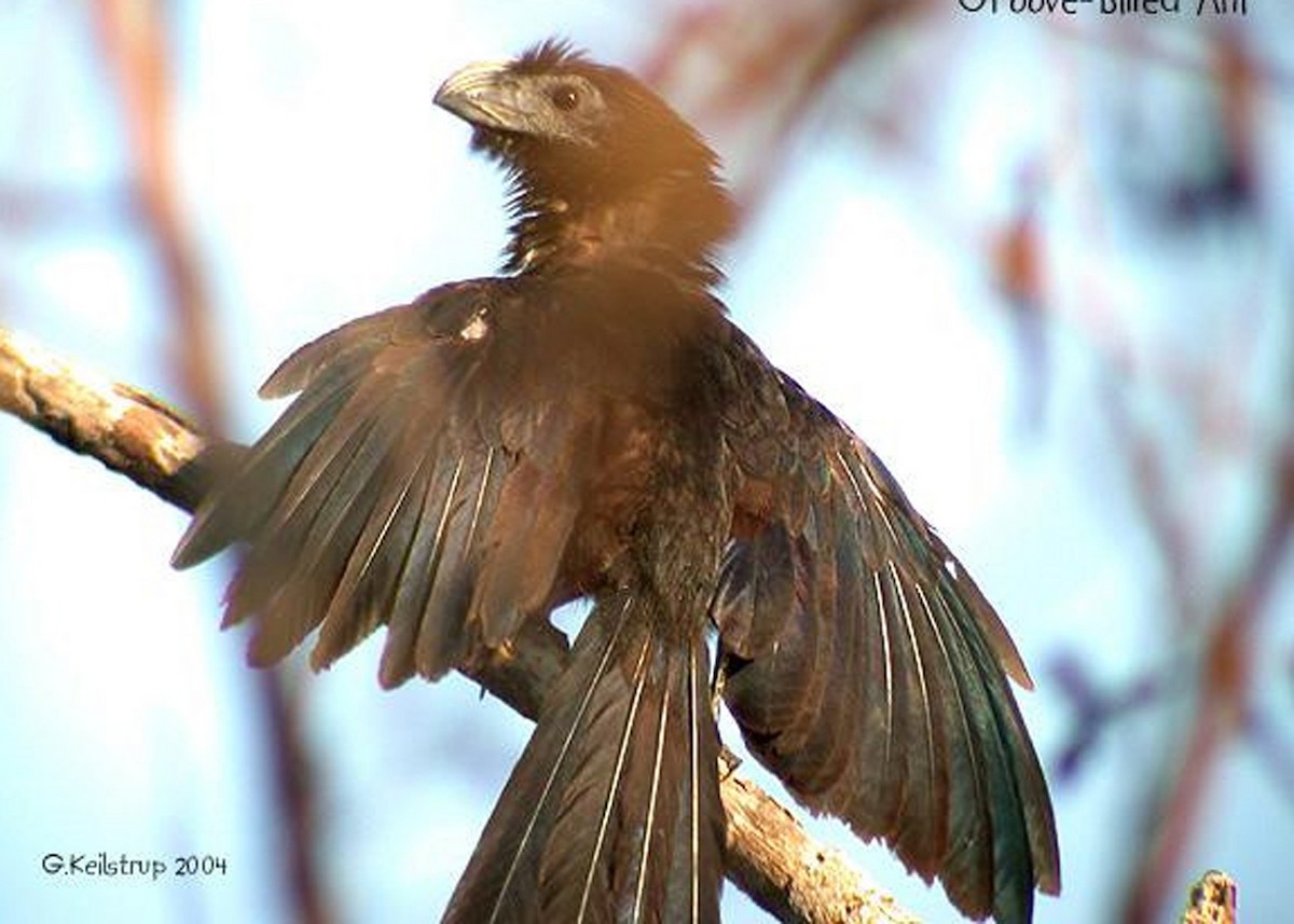 Groove-billed Ani - Glenda Keilstrup