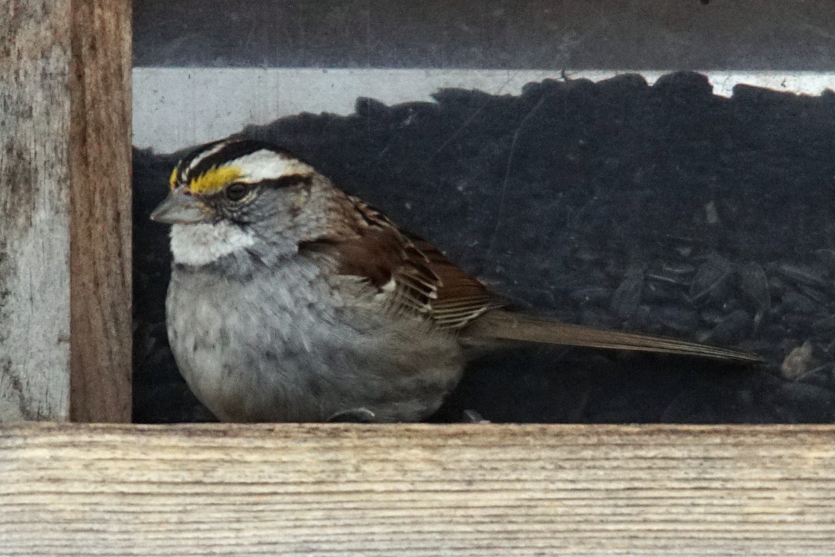 White-throated Sparrow - ML144524151