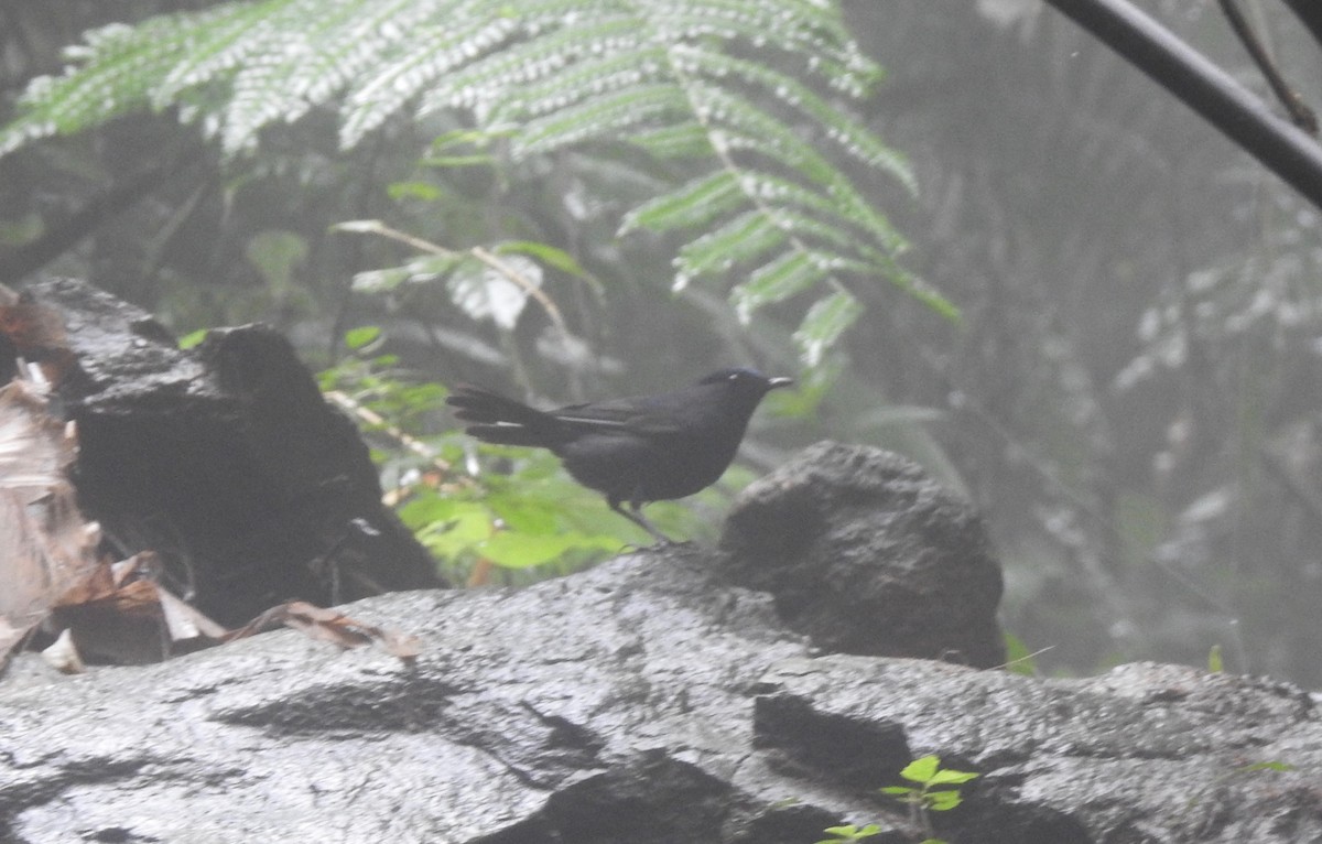 White-tailed Robin (White-tailed) - ML144524281