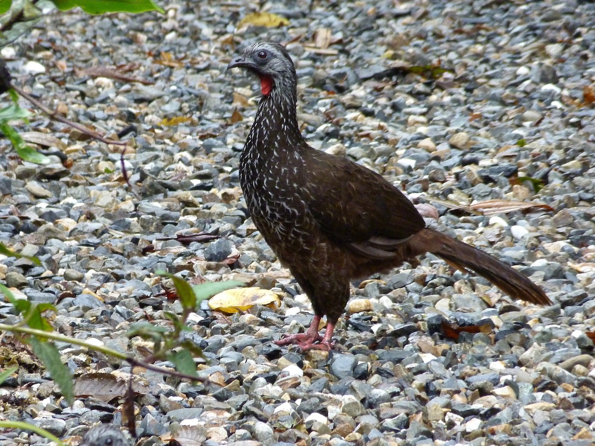 Bearded Guan - Rick Whitman