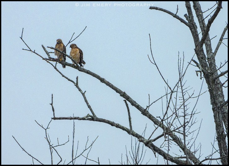 Red-shouldered Hawk - Jim Emery