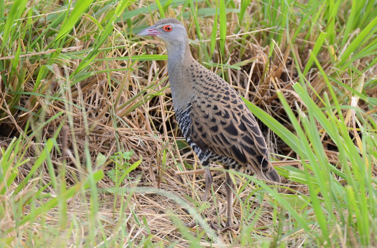 African Crake - Kyle Kittelberger